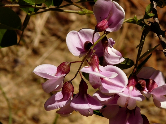 {Robinia nana}